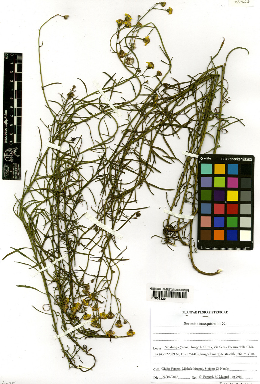 Senecio inaequidens - campione, Erbario Centrale Italiano - Herbarium Centrale Italicum, FI (09/10/2018)