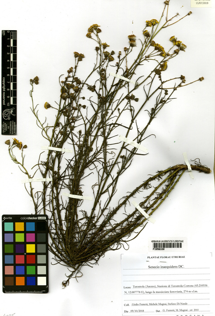 Senecio inaequidens - campione, Erbario Centrale Italiano - Herbarium Centrale Italicum, FI (09/10/2018)