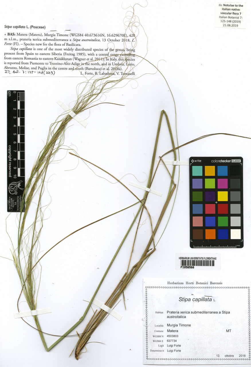 Stipa capillata - campione, Erbario Centrale Italiano - Herbarium Centrale Italicum, FI (13/10/2018)