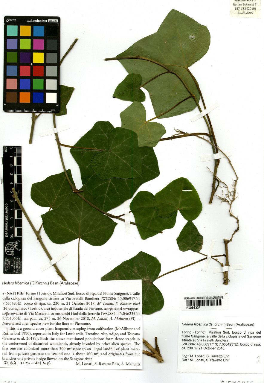 Hedera hibernica - campione, Erbario Centrale Italiano - Herbarium Centrale Italicum, FI (21/10/2018)