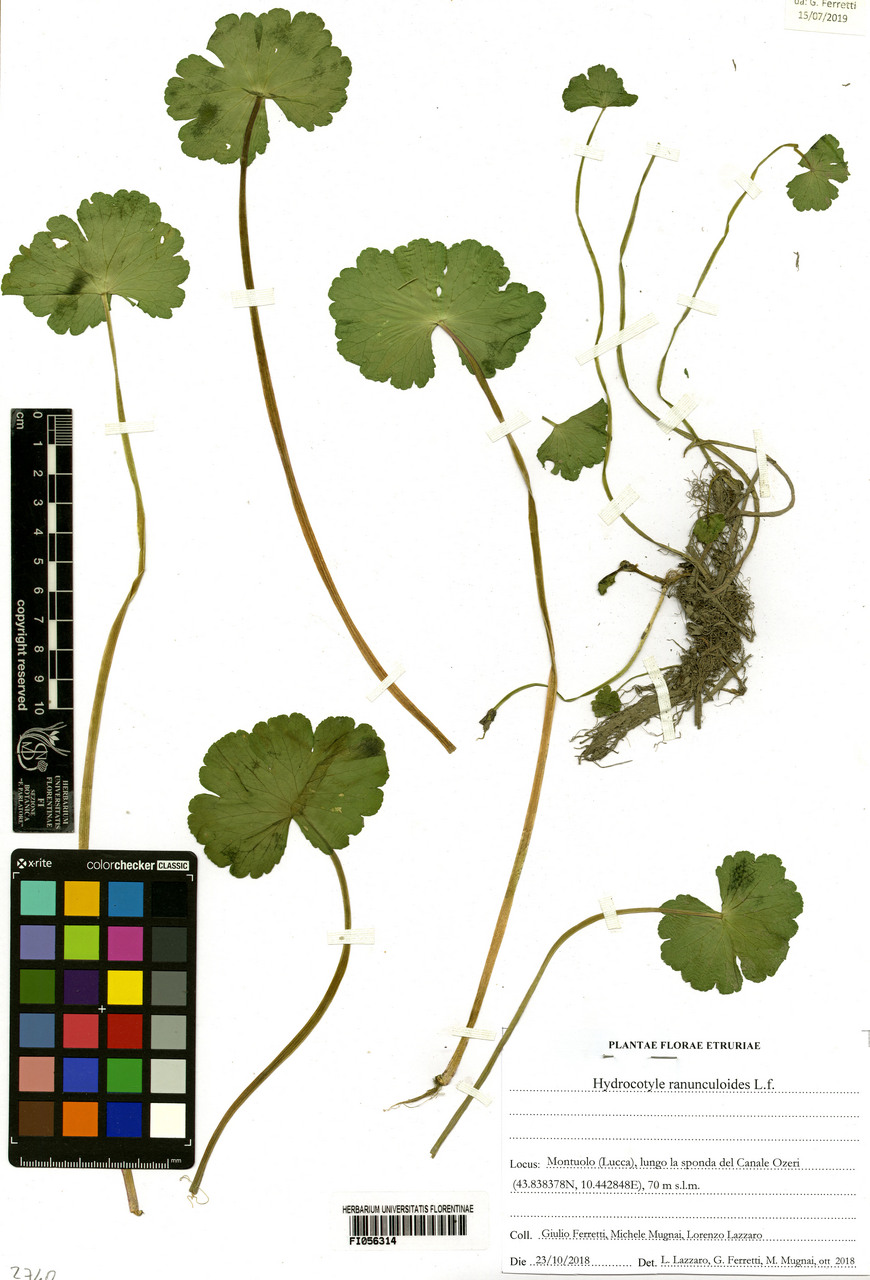 Hydrocotyle ranunculoides - campione, Erbario Centrale Italiano - Herbarium Centrale Italicum, FI (23/10/2018)