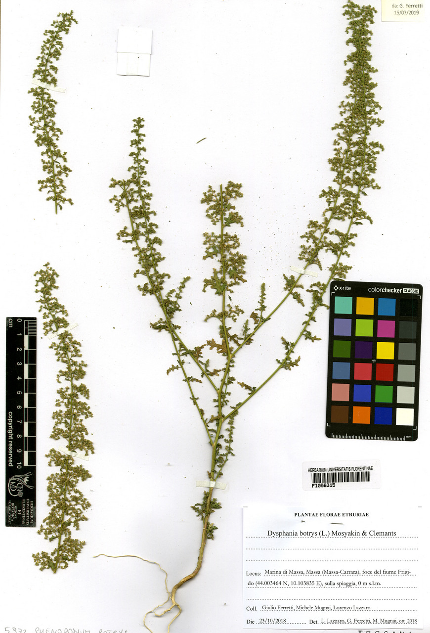 Chenopodium botrys - campione, Erbario Centrale Italiano - Herbarium Centrale Italicum, FI (23/10/2018)