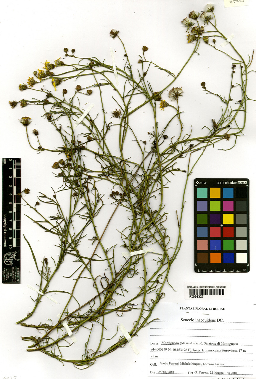 Senecio inaequidens - campione, Erbario Centrale Italiano - Herbarium Centrale Italicum, FI (23/10/2018)