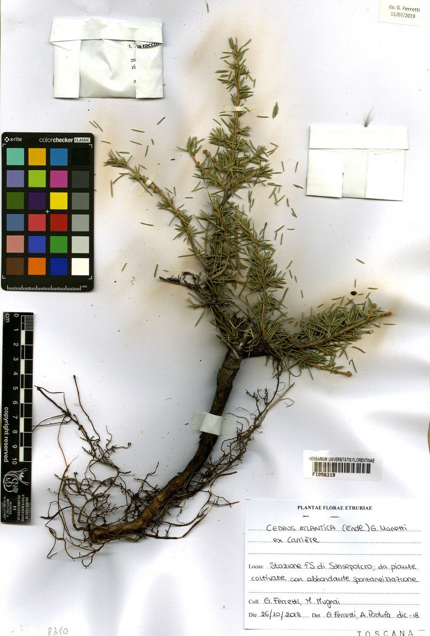 Cedrus atlantica - campione, Erbario Centrale Italiano - Herbarium Centrale Italicum, FI (26/10/2018)