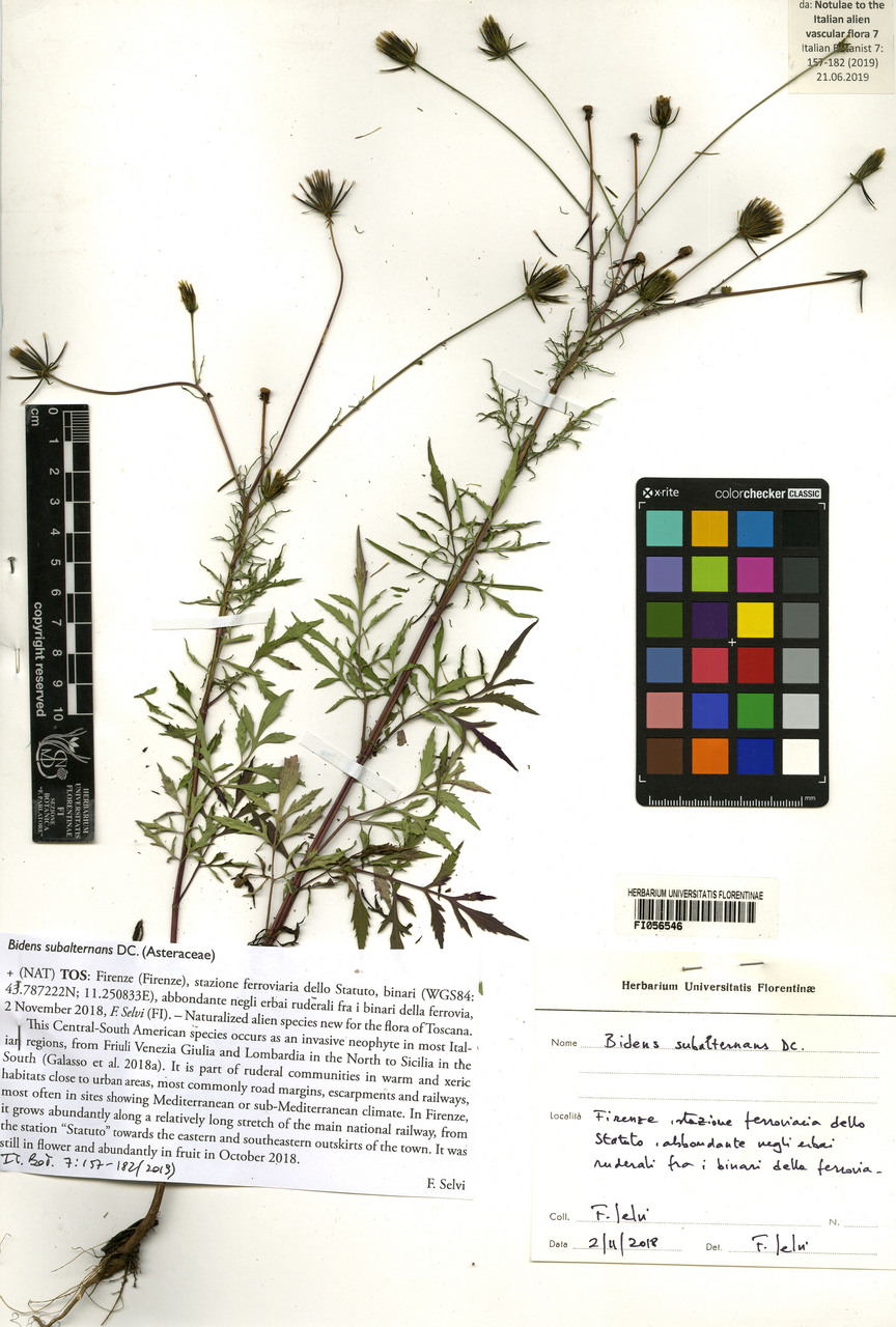 Bidens subalternans - campione, Erbario Centrale Italiano - Herbarium Centrale Italicum, FI (02/11/2018)