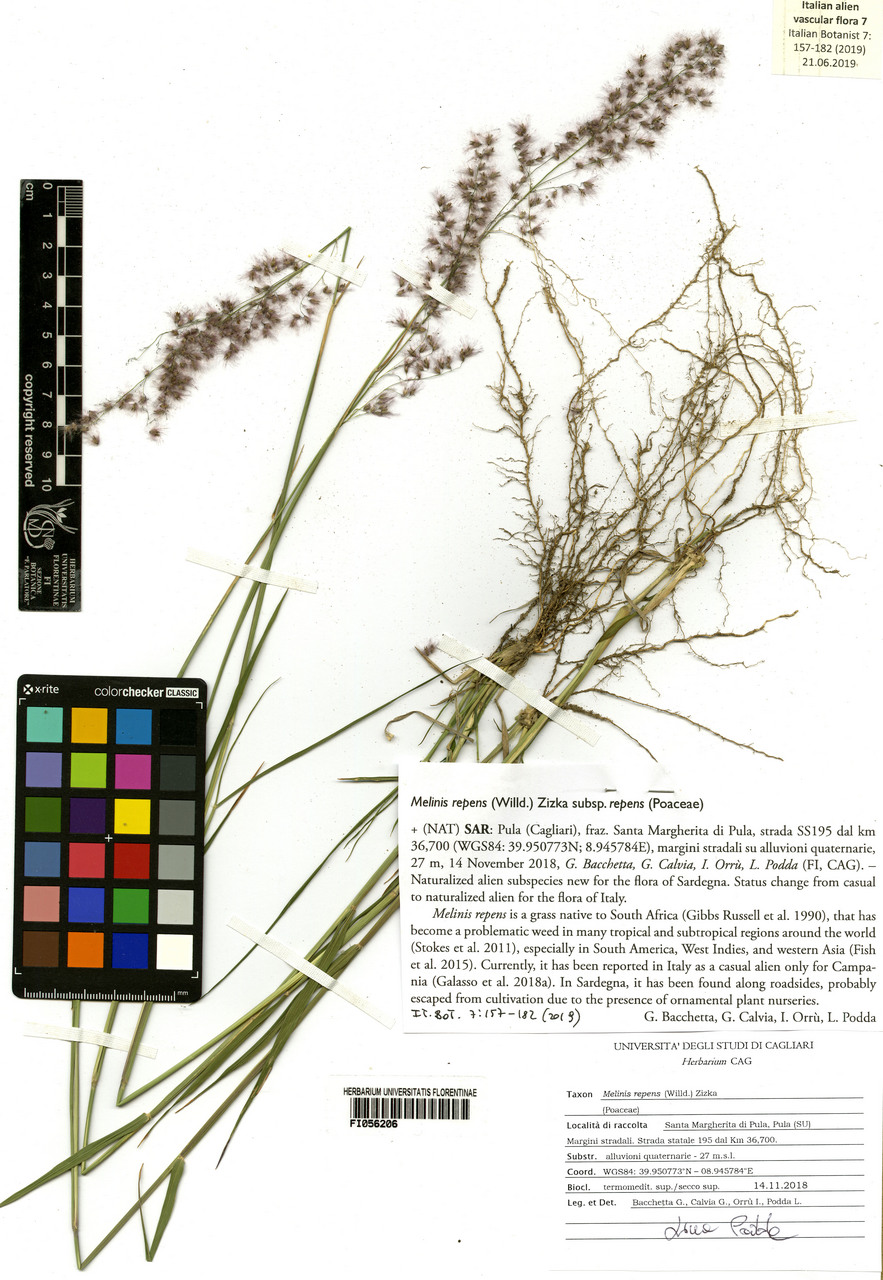 Melinis repens repens - campione, Erbario Centrale Italiano - Herbarium Centrale Italicum, FI (14/11/2018)