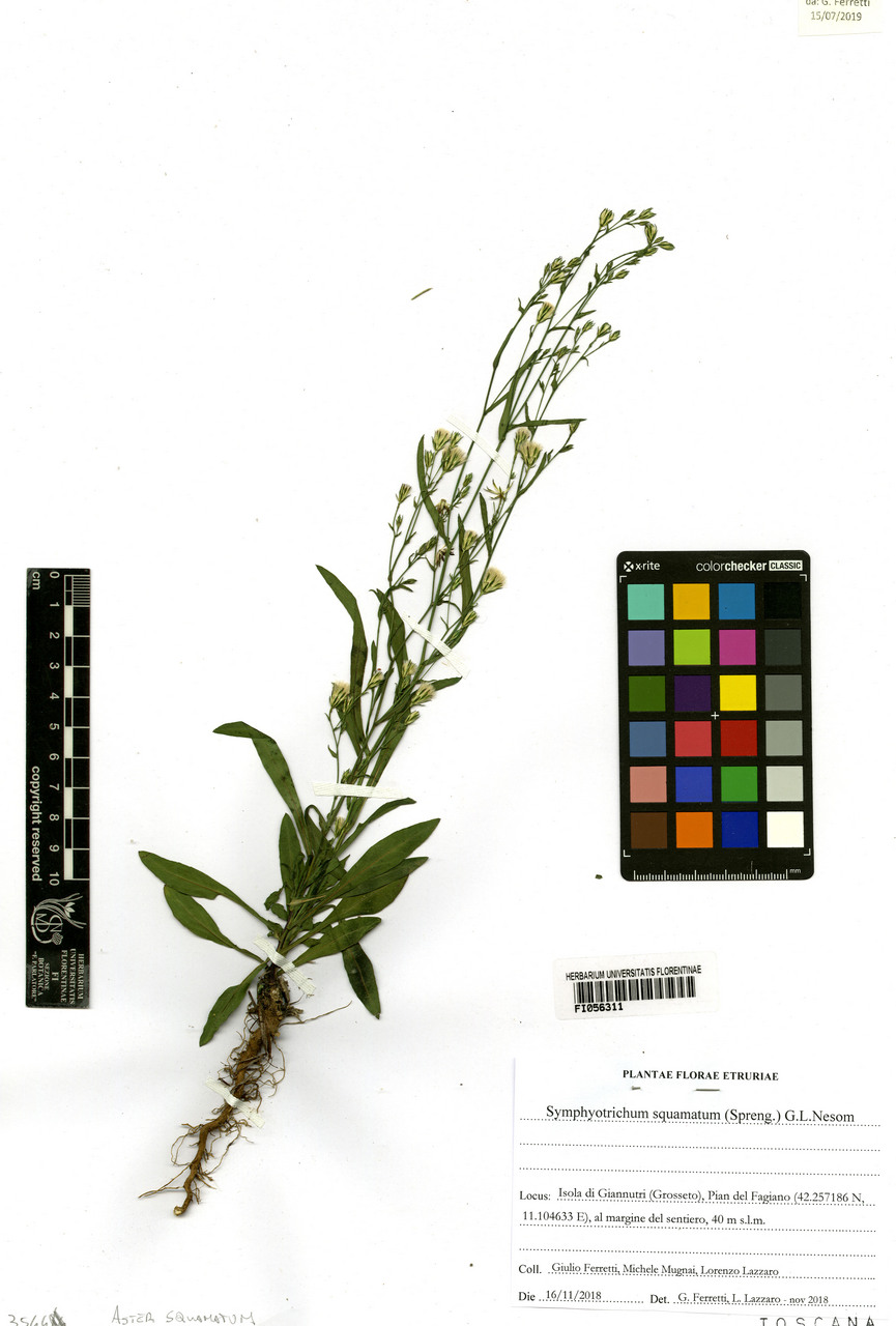 Aster squamatus - campione, Erbario Centrale Italiano - Herbarium Centrale Italicum, FI (16/11/2018)