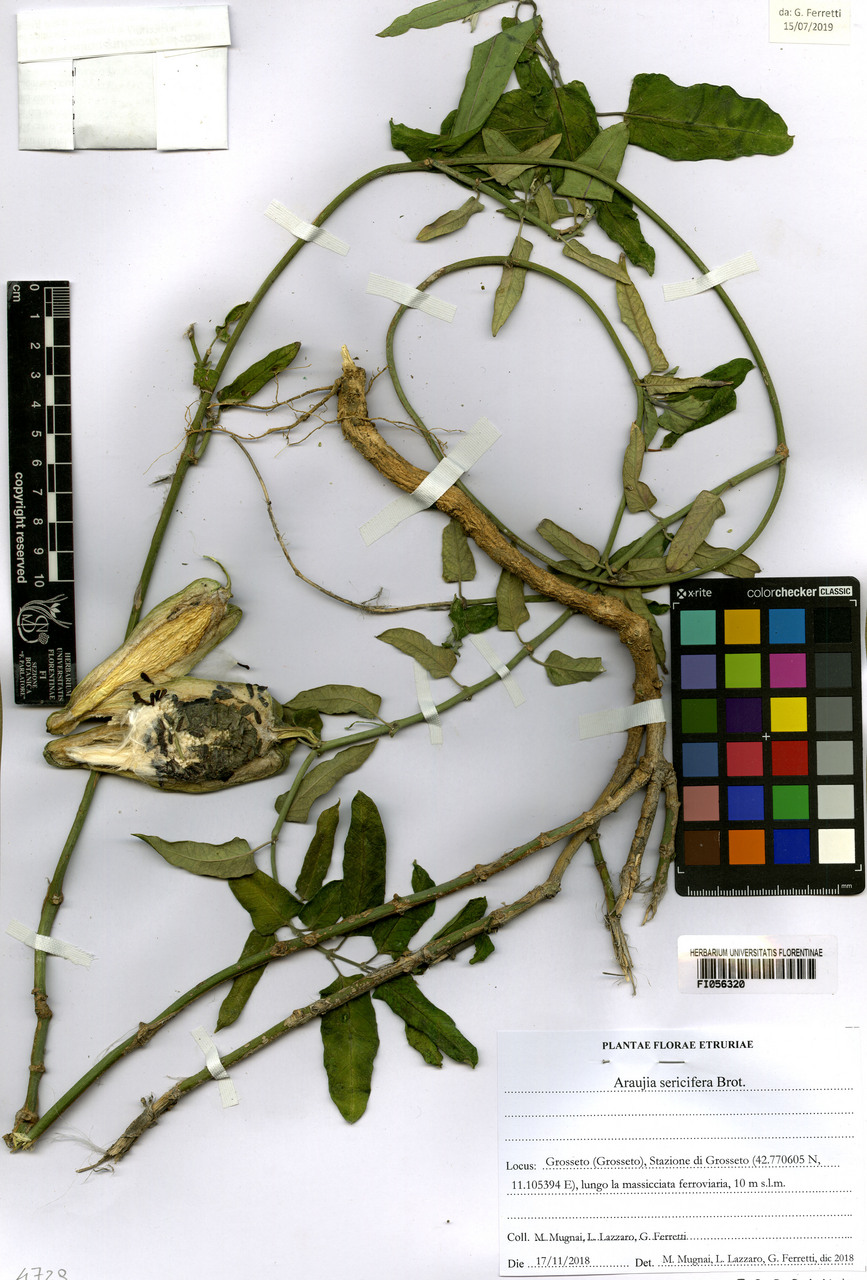 Araujia sericifera - campione, Erbario Centrale Italiano - Herbarium Centrale Italicum, FI (17/11/2018)