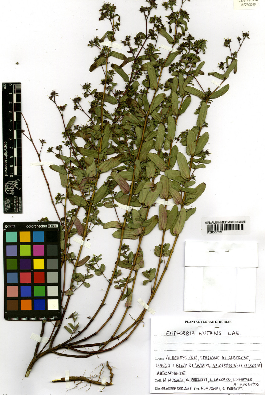 Euphorbia preslii - campione, Erbario Centrale Italiano - Herbarium Centrale Italicum, FI (17/11/2018)