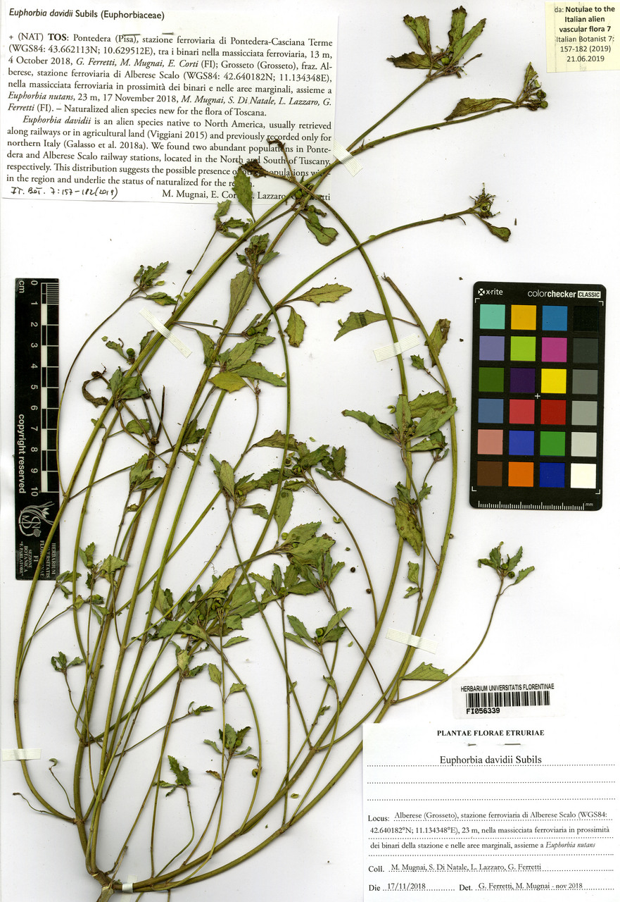 Euphorbia davidii - campione, Erbario Centrale Italiano - Herbarium Centrale Italicum, FI (17/11/2018)