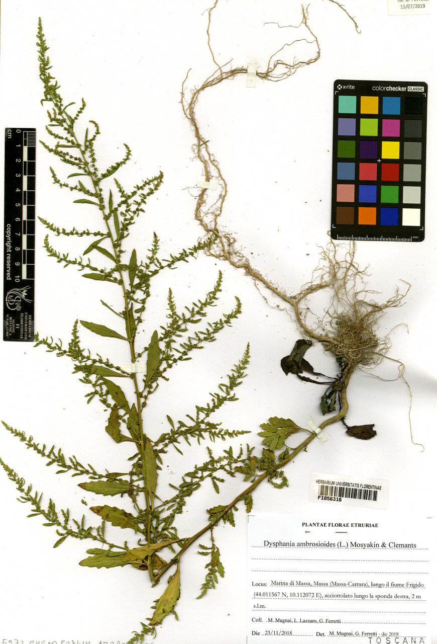 Chenopodium ambrosioides - campione, Erbario Centrale Italiano - Herbarium Centrale Italicum, FI (23/11/2018)