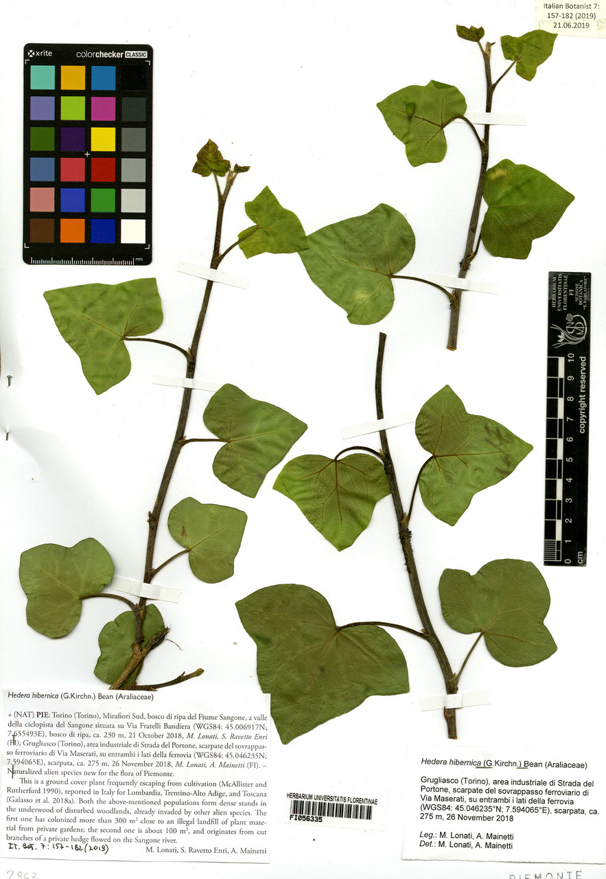 Hedera hibernica - campione, Erbario Centrale Italiano - Herbarium Centrale Italicum, FI (26/11/2018)