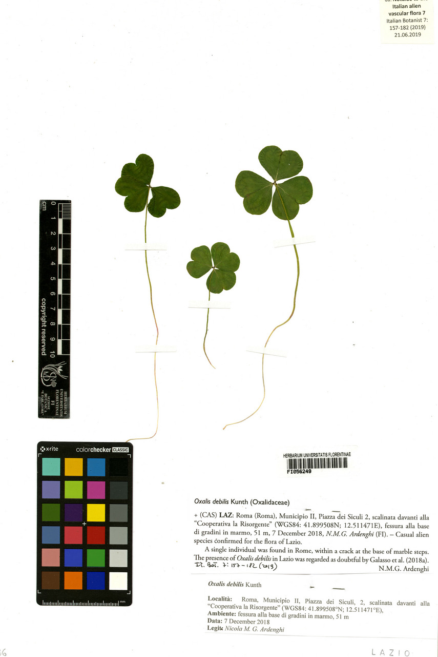 Oxalis debilis - campione, Erbario Centrale Italiano - Herbarium Centrale Italicum, FI (07/12/2018)