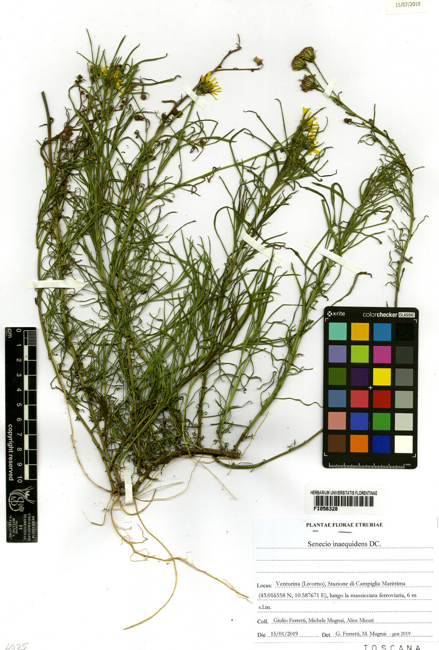 Senecio inaequidens - campione, Erbario Centrale Italiano - Herbarium Centrale Italicum, FI (15/01/2019)