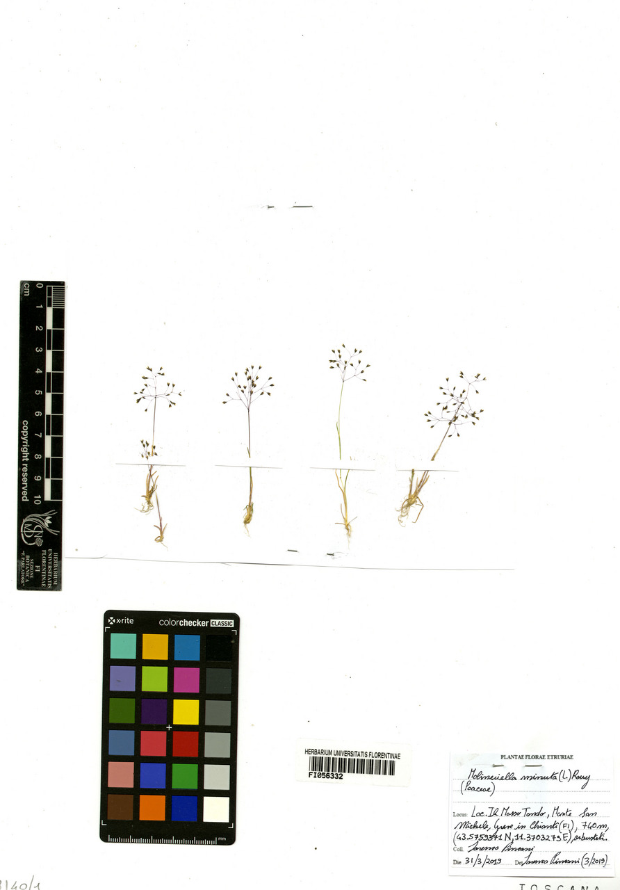 Molineriella minuta - campione, Erbario Centrale Italiano - Herbarium Centrale Italicum, FI (21/03/2019)