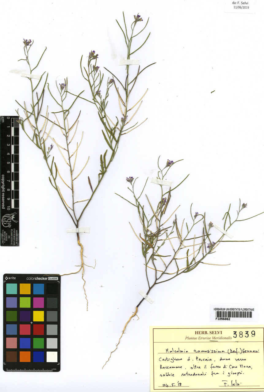 Malcolmia ramosissima - campione, Erbario Centrale Italiano - Herbarium Centrale Italicum, FI (24/05/2019)