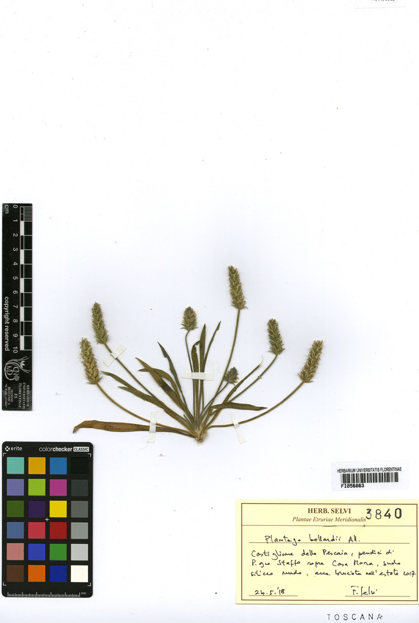 Plantago bellardii - campione, Erbario Centrale Italiano - Herbarium Centrale Italicum, FI (24/05/2019)