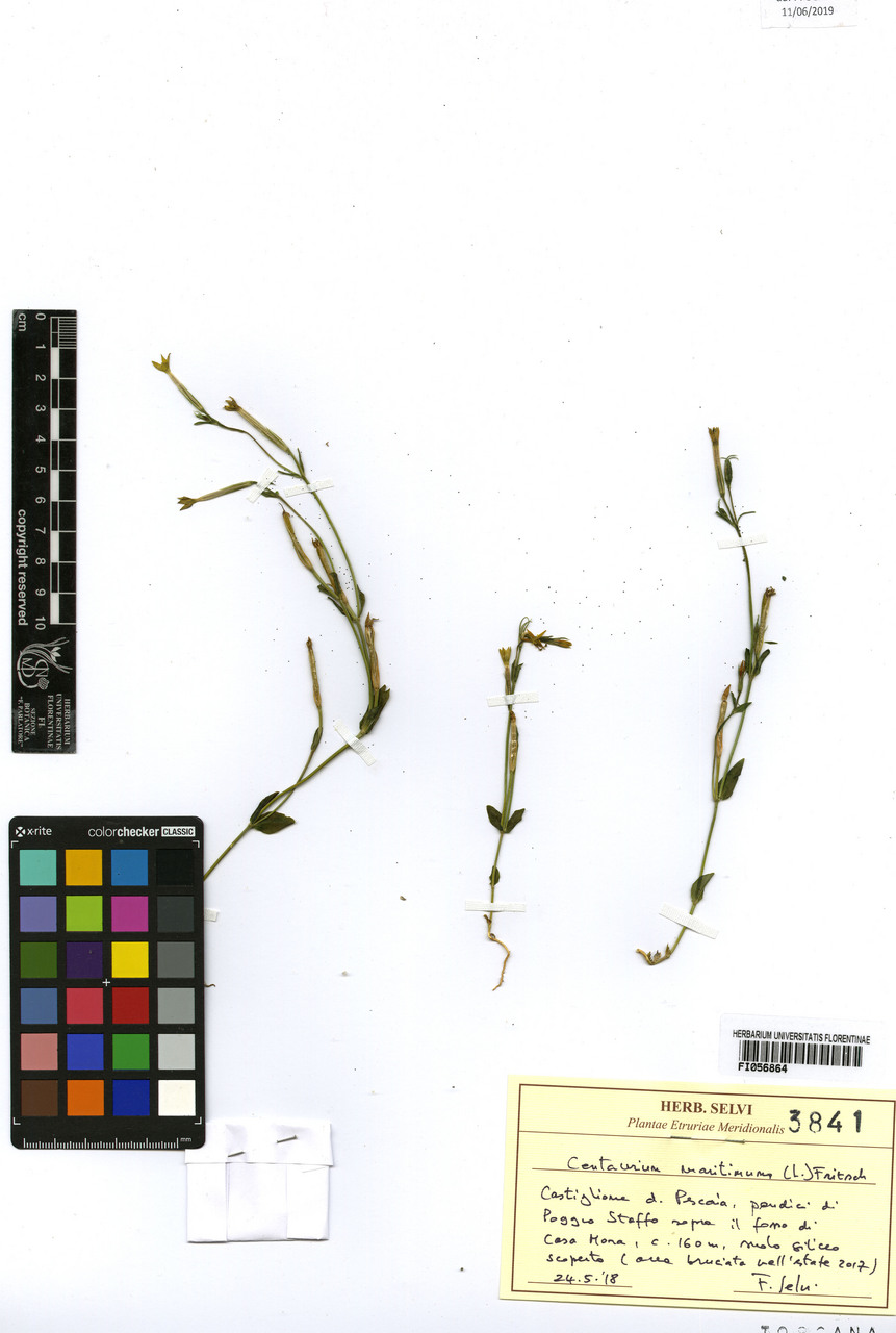 Centaurium maritimum - campione, Erbario Centrale Italiano - Herbarium Centrale Italicum, FI (24/05/2019)