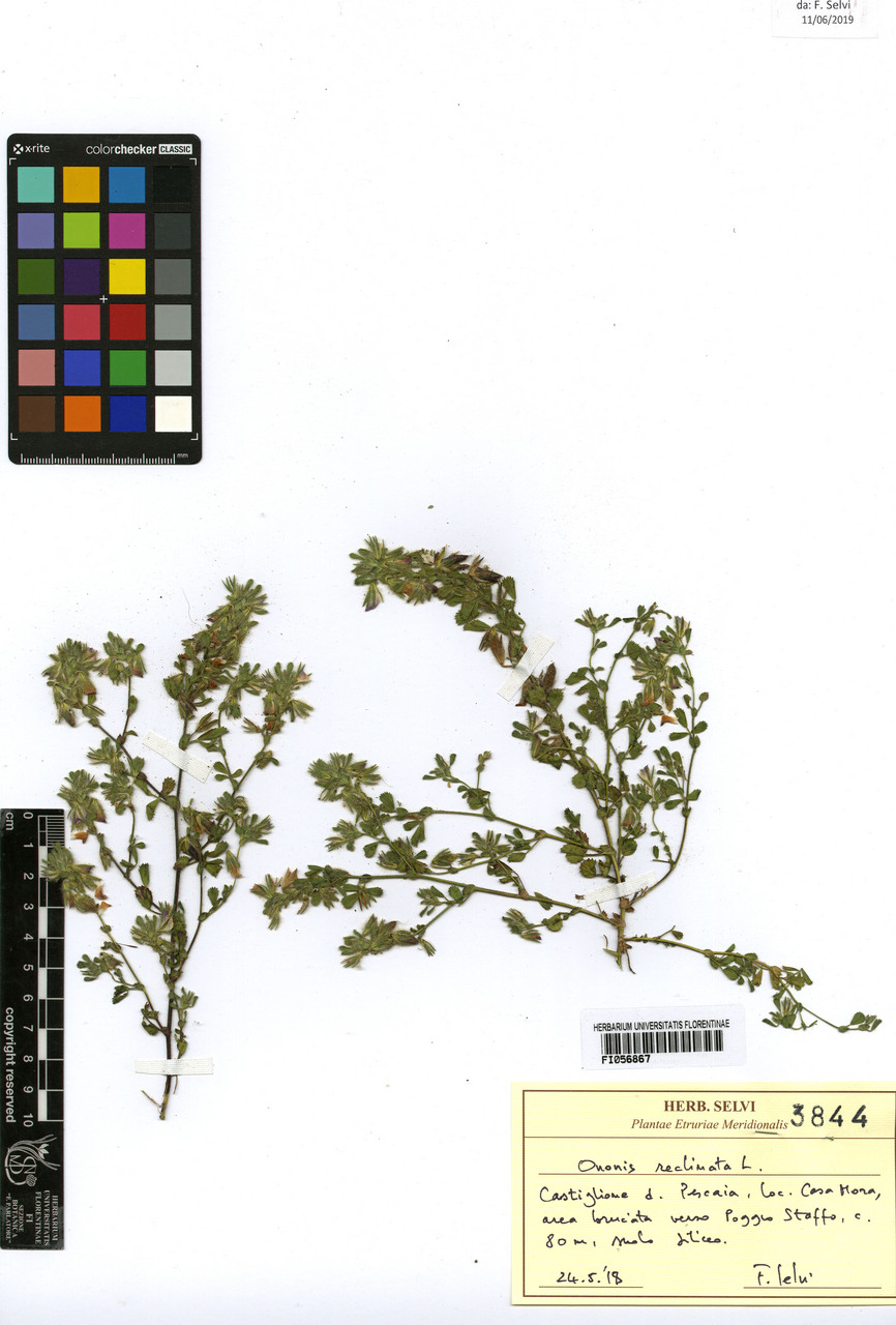 Ononis reclinata - campione, Erbario Centrale Italiano - Herbarium Centrale Italicum, FI (24/05/2019)