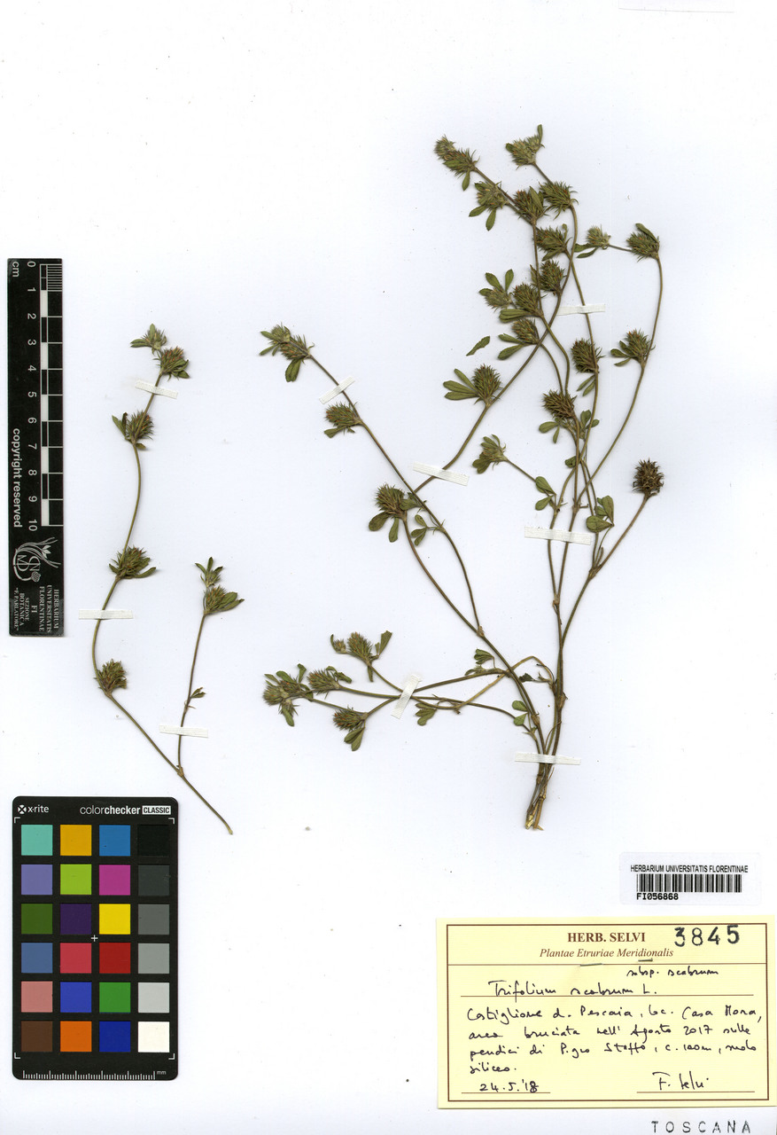 Trifolium scabrum scabrum - campione, Erbario Centrale Italiano - Herbarium Centrale Italicum, FI (24/05/2019)