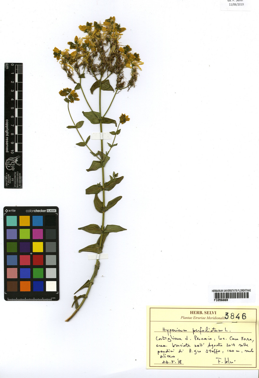 Hypericum perfoliatum - campione, Erbario Centrale Italiano - Herbarium Centrale Italicum, FI (24/05/2019)