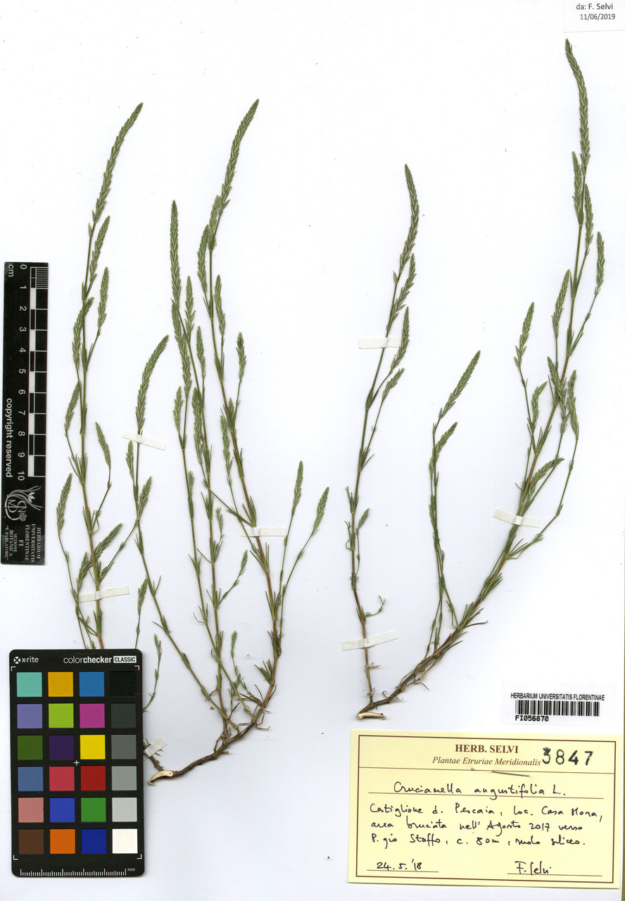 Crucianella angustifolia - campione, Erbario Centrale Italiano - Herbarium Centrale Italicum, FI (24/05/2019)