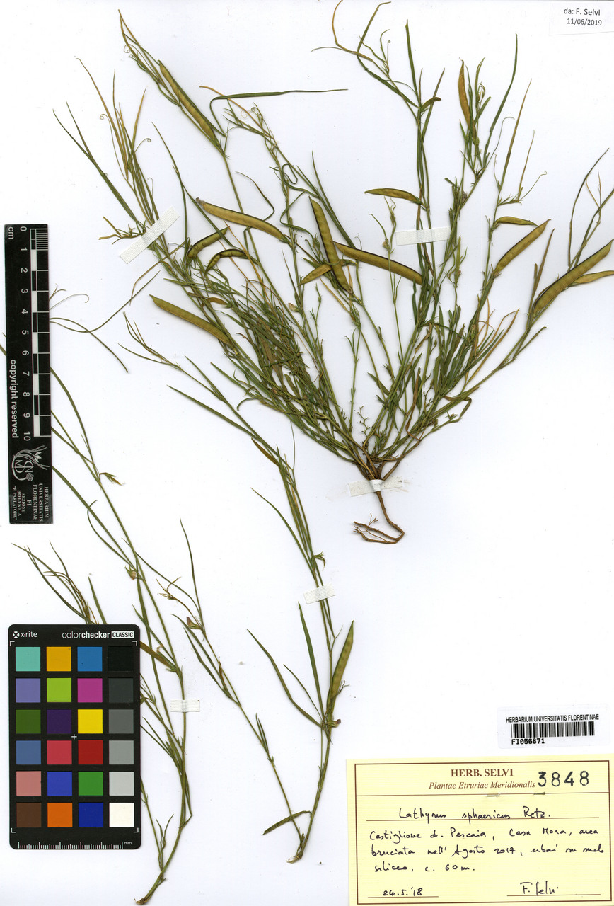 Lathyrus sphaericus - campione, Erbario Centrale Italiano - Herbarium Centrale Italicum, FI (24/05/2019)