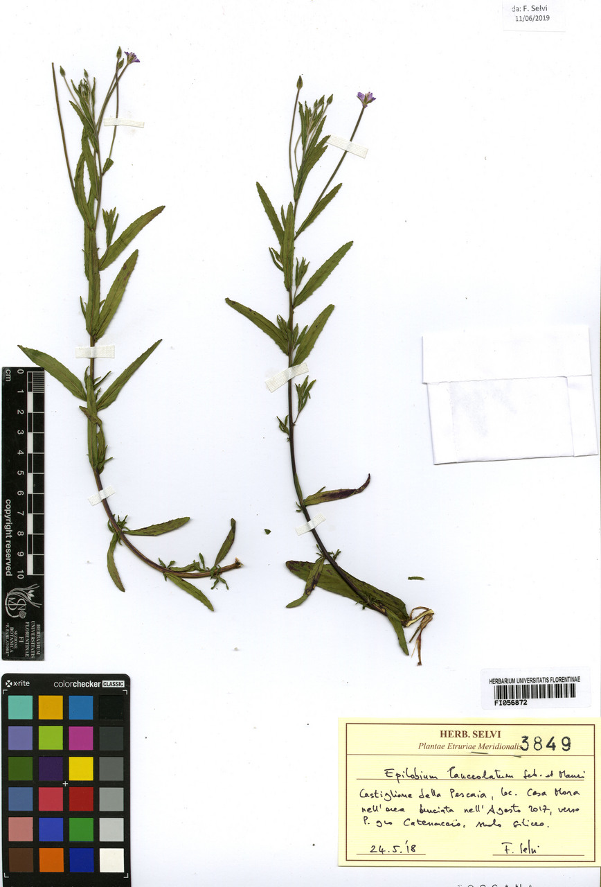 Epilobium lanceolatum - campione, Erbario Centrale Italiano - Herbarium Centrale Italicum, FI (24/05/2019)