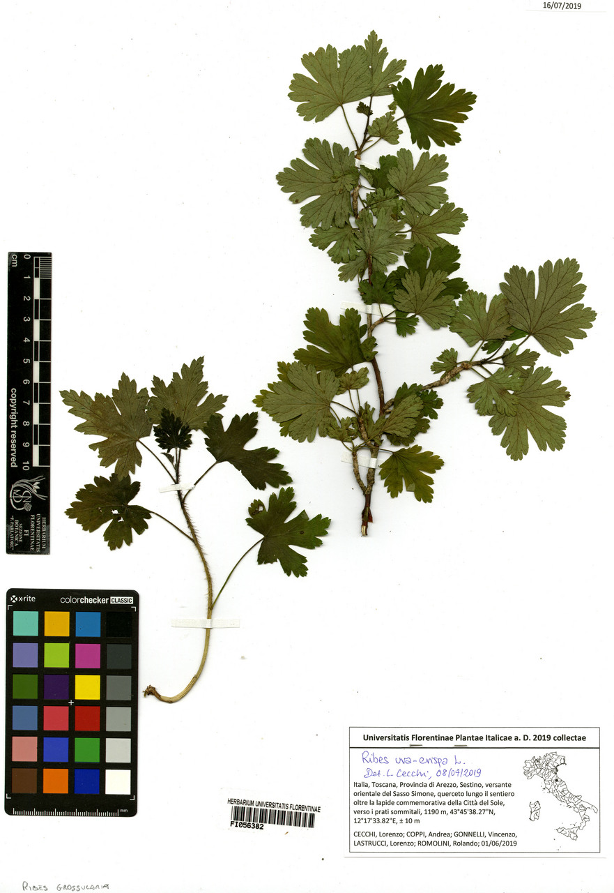 Ribes grossularia - campione, Erbario Centrale Italiano - Herbarium Centrale Italicum, FI (01/06/2019)