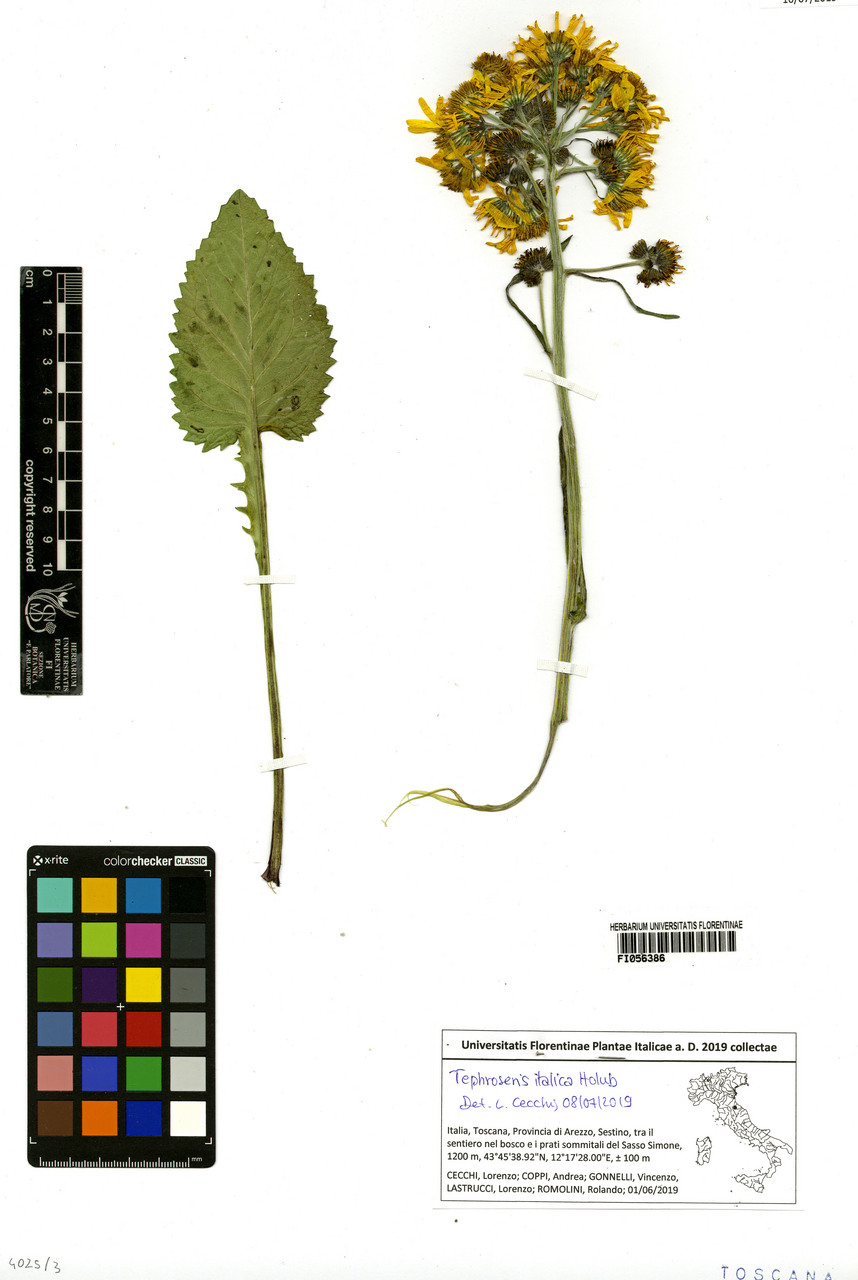 Tephroseris italica - campione, Erbario Centrale Italiano - Herbarium Centrale Italicum, FI (01/06/2019)