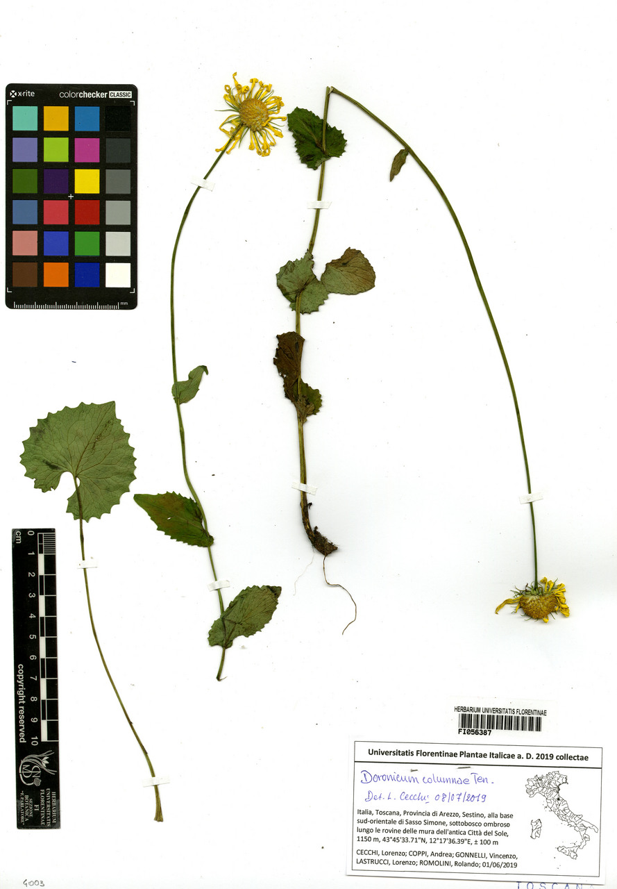 Doronicum columnae - campione, Erbario Centrale Italiano - Herbarium Centrale Italicum, FI (01/06/2019)