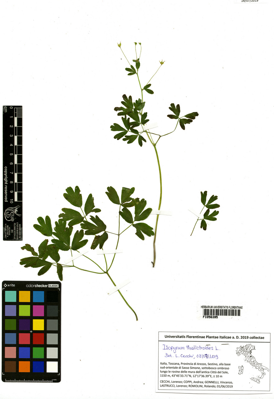 Isopyrum thalictroides - campione, Erbario Centrale Italiano - Herbarium Centrale Italicum, FI (01/06/2019)