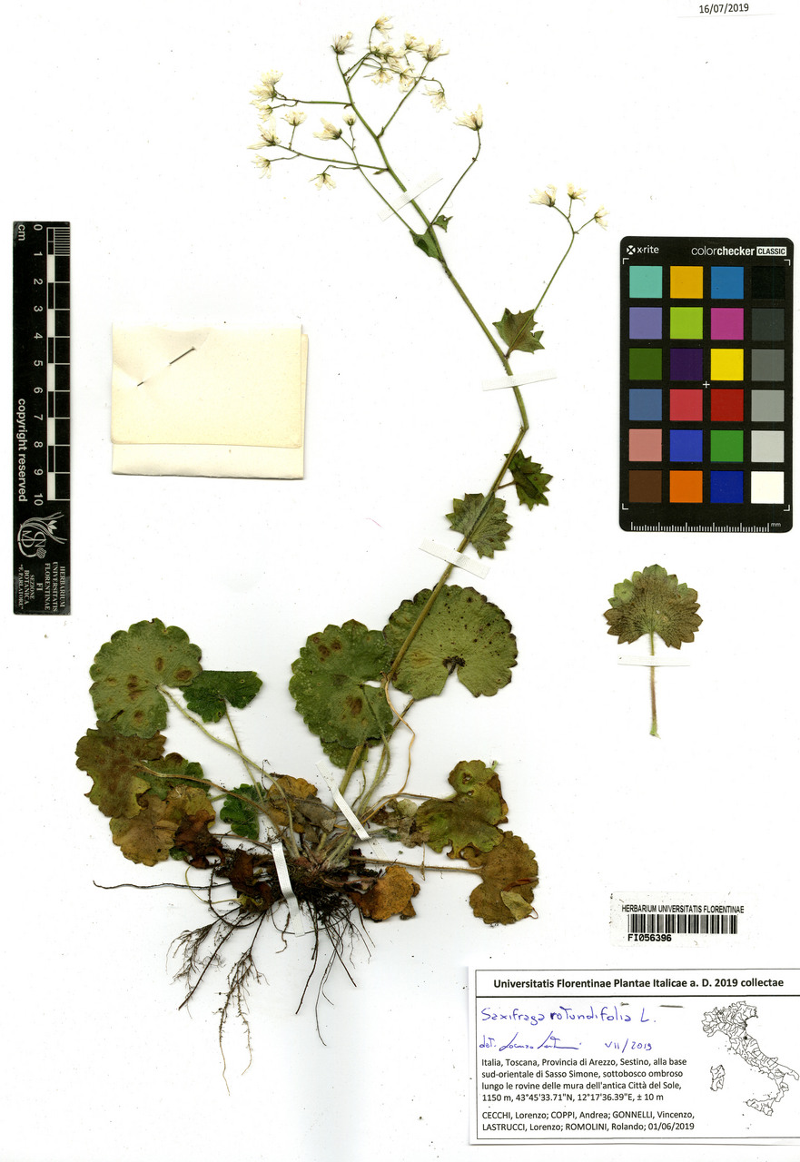 Saxifraga rotundifolia - campione, Erbario Centrale Italiano - Herbarium Centrale Italicum, FI (01/06/2019)