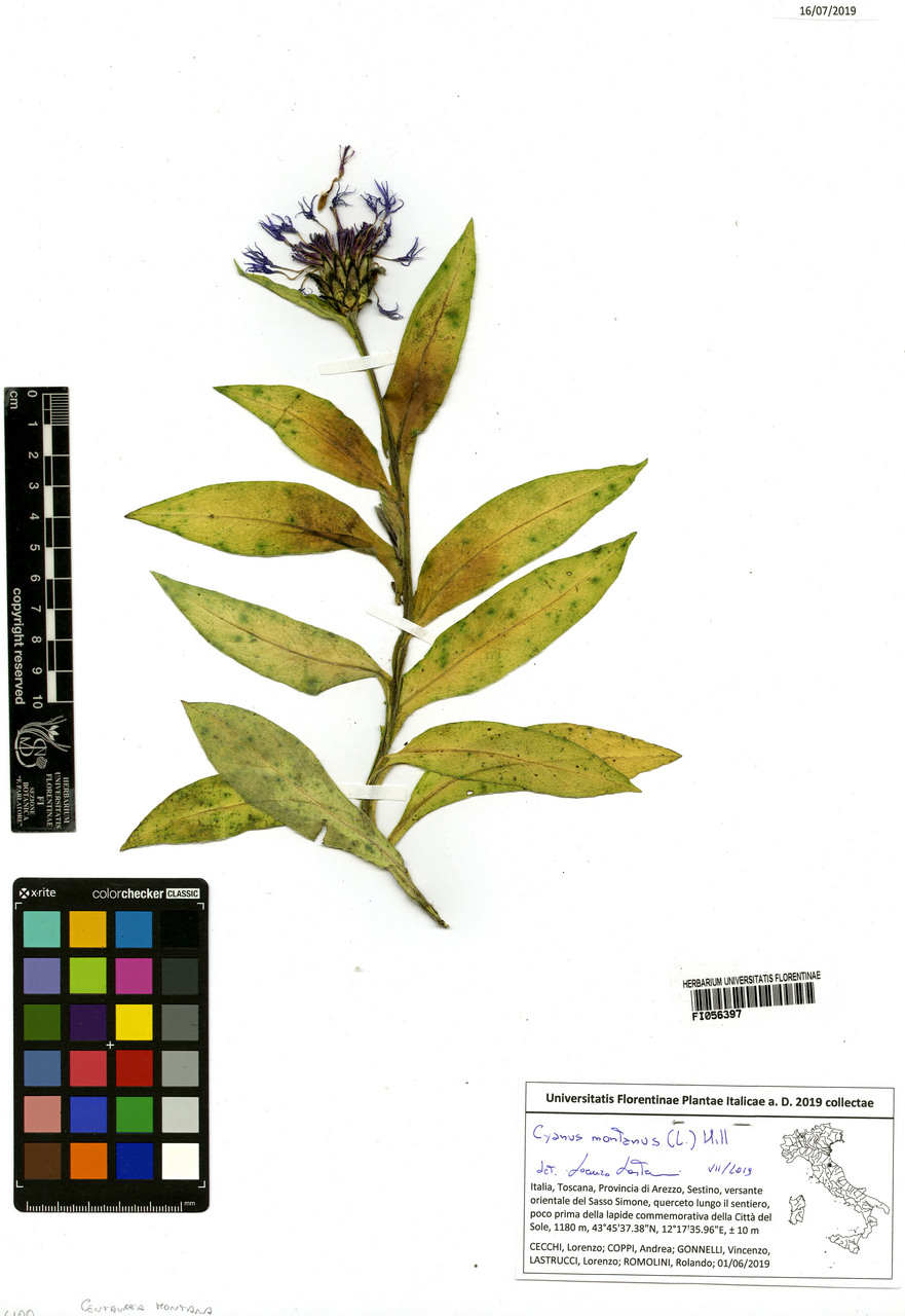 Centaurea montana - campione, Erbario Centrale Italiano - Herbarium Centrale Italicum, FI (01/06/2019)