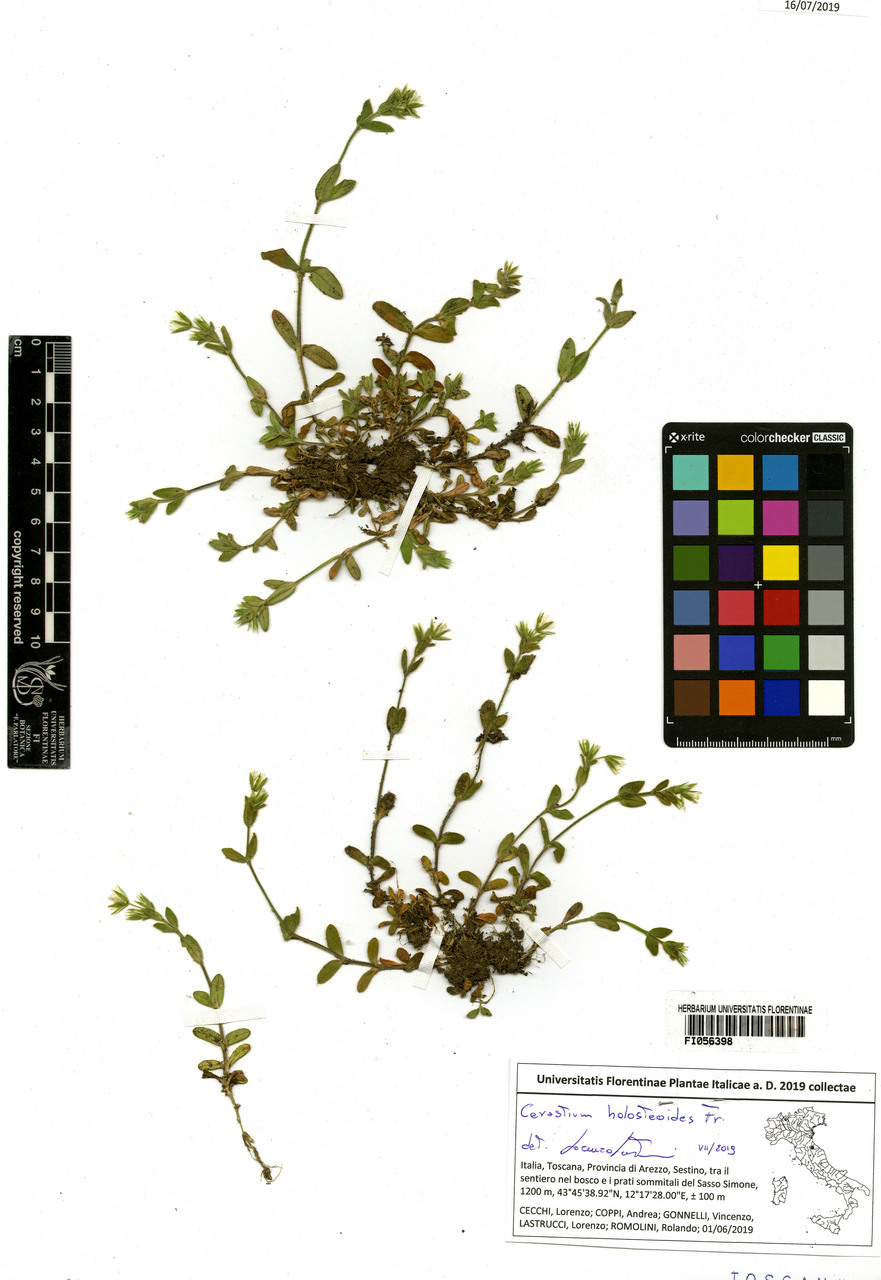 Cerastium holosteoides - campione, Erbario Centrale Italiano - Herbarium Centrale Italicum, FI (01/06/2019)