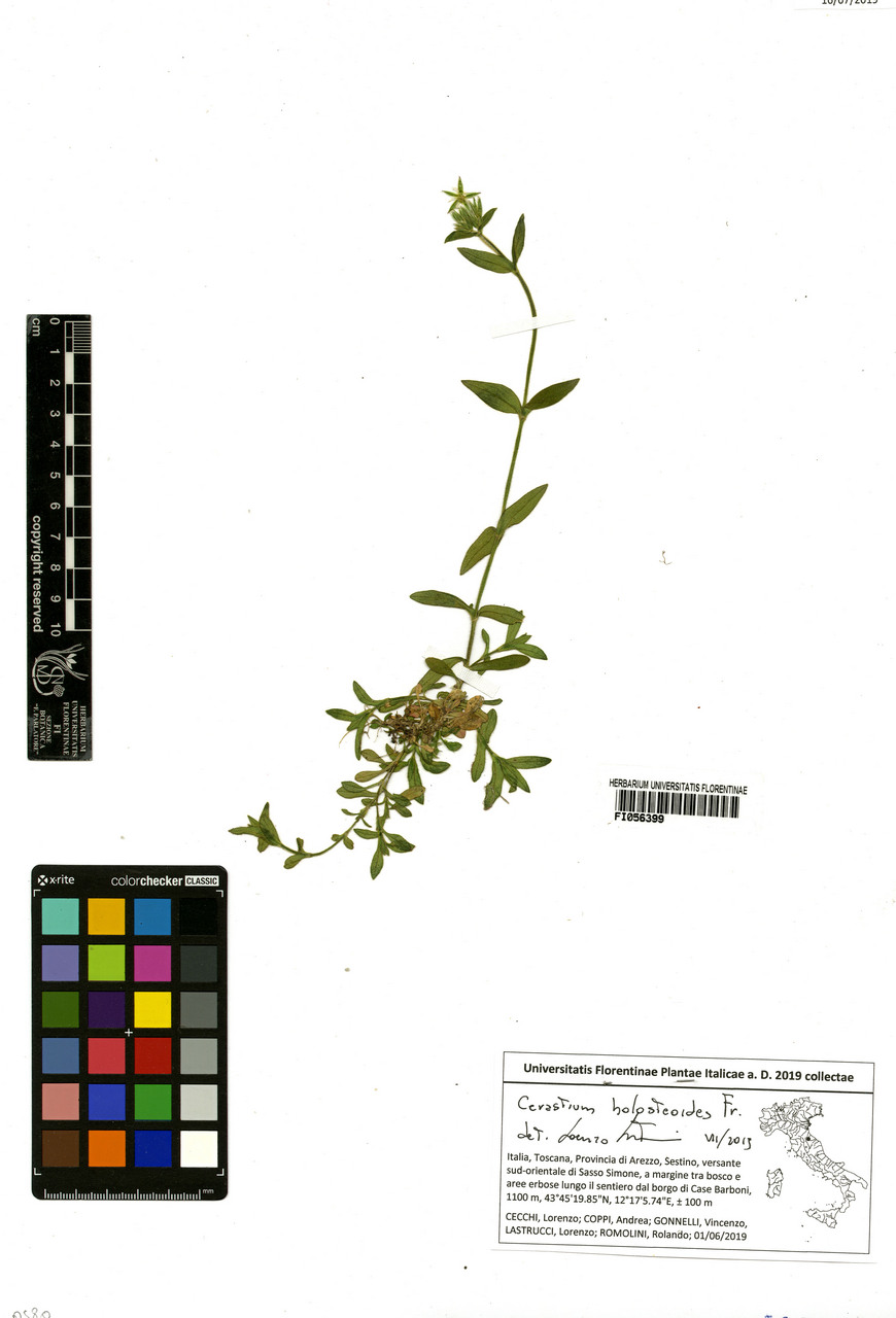 Cerastium holosteoides - campione, Erbario Centrale Italiano - Herbarium Centrale Italicum, FI (01/06/2019)