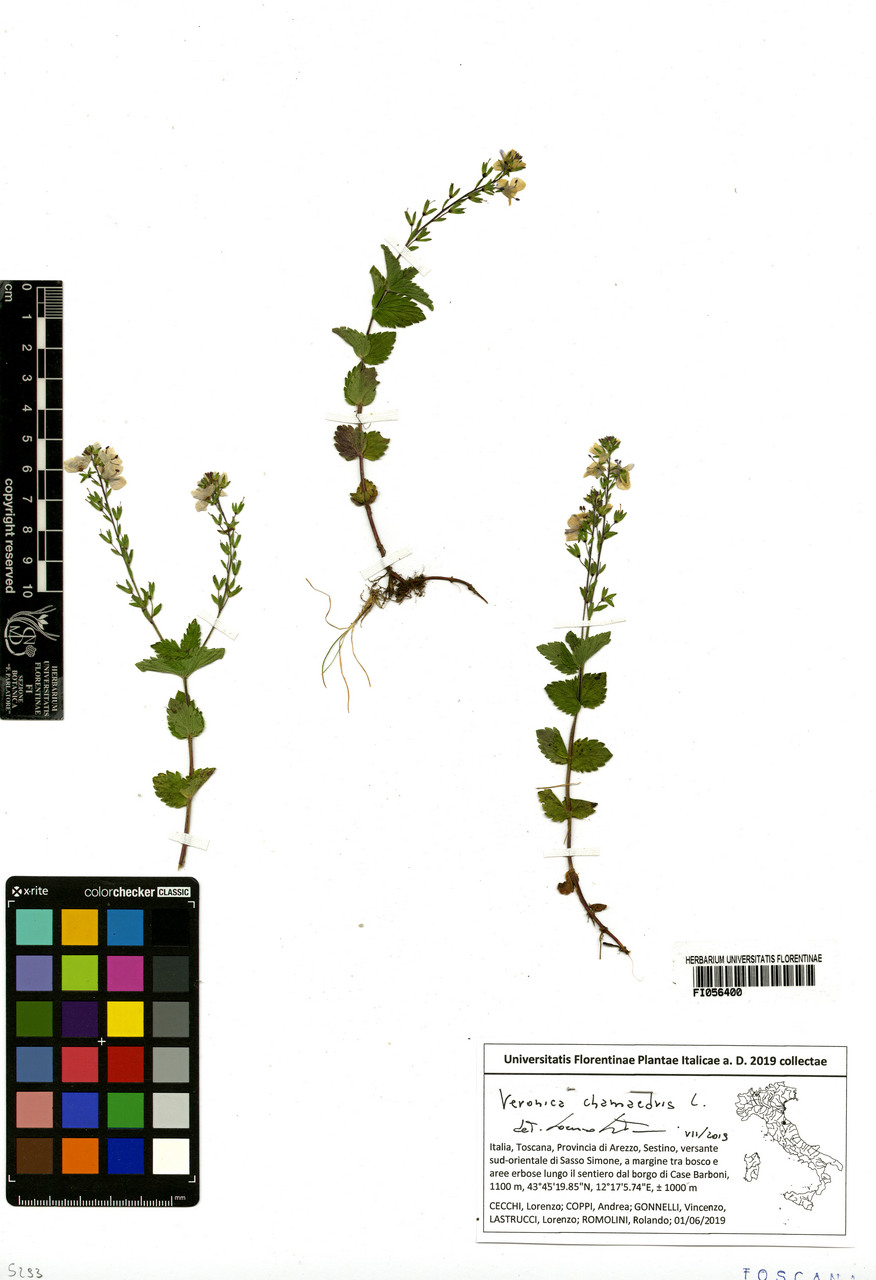 Veronica chamaedris - campione, Erbario Centrale Italiano - Herbarium Centrale Italicum, FI (01/06/2019)