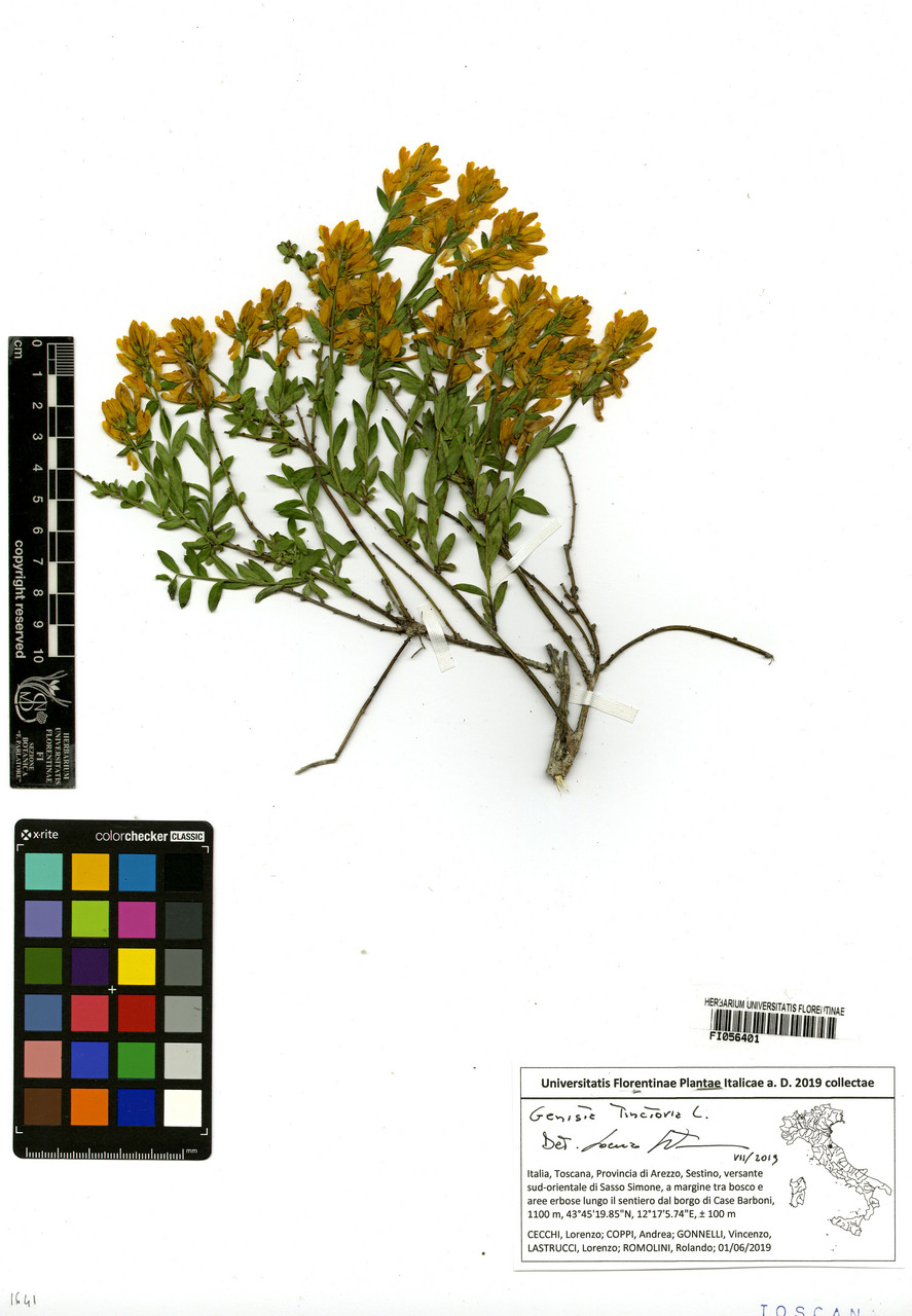 Genista tinctoria - campione, Erbario Centrale Italiano - Herbarium Centrale Italicum, FI (01/06/2019)