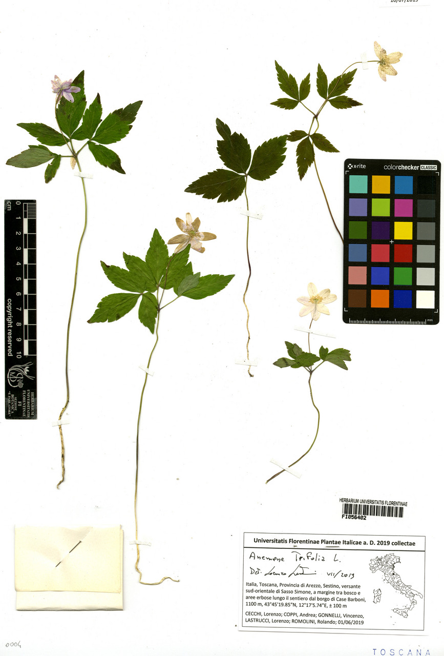 Anemone trifolia - campione, Erbario Centrale Italiano - Herbarium Centrale Italicum, FI (01/06/2019)