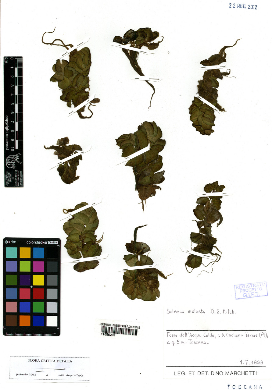 Salvinia molesta - campione, Erbario Centrale Italiano - Herbarium Centrale Italicum, FI (01/07/1999)