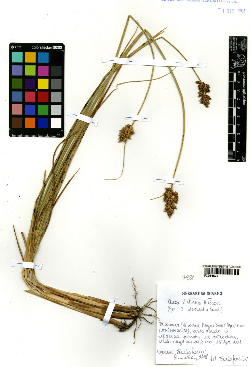 Carex disticha - campione, Erbario Centrale Italiano - Herbarium Centrale Italicum, FI (25/04/2001)