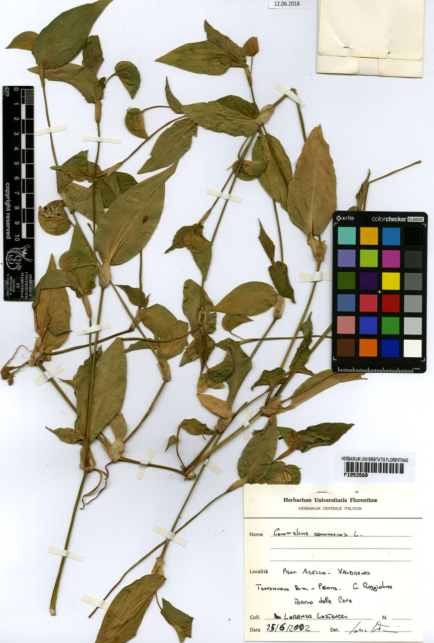 Commelina communis - campione, Erbario Centrale Italiano - Herbarium Centrale Italicum, FI (25/06/2002)