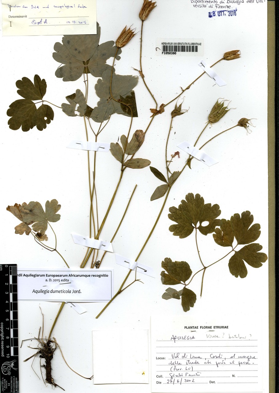 Aquilegia dumeticola - campione, Erbario Centrale Italiano - Herbarium Centrale Italicum, FI (27/06/2002)