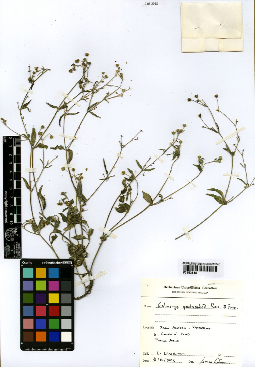 Galinsoga ciliata - campione, Erbario Centrale Italiano - Herbarium Centrale Italicum, FI (15/10/2003)