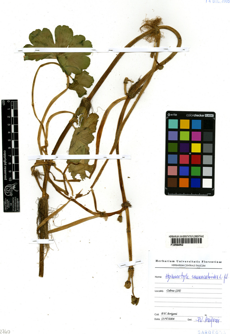 Hydrocotyle ranunculoides - campione, Erbario Centrale Italiano - Herbarium Centrale Italicum, FI (13/05/2004)