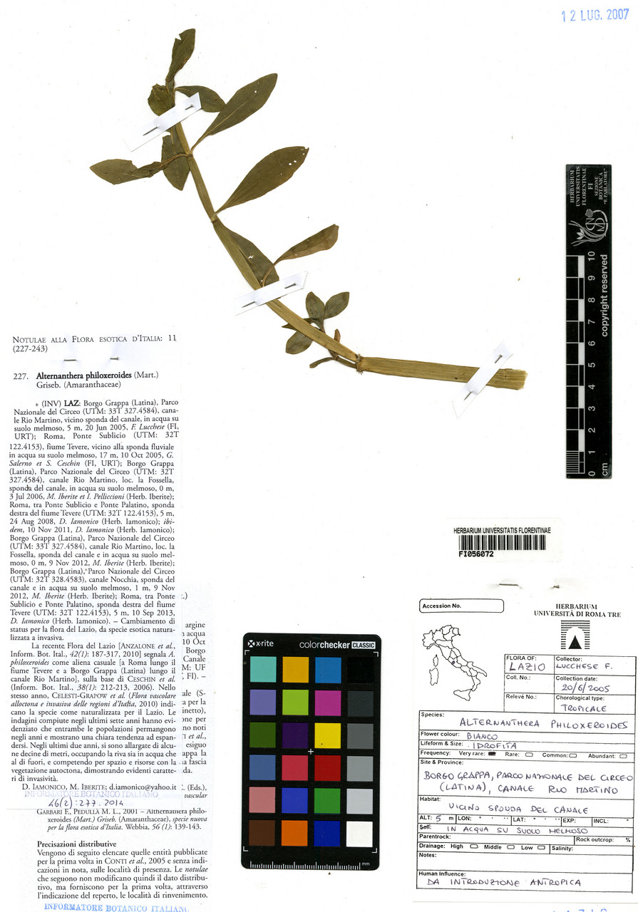 Alternanthera philoxeroides - campione, Erbario Centrale Italiano - Herbarium Centrale Italicum, FI (20/06/2005)