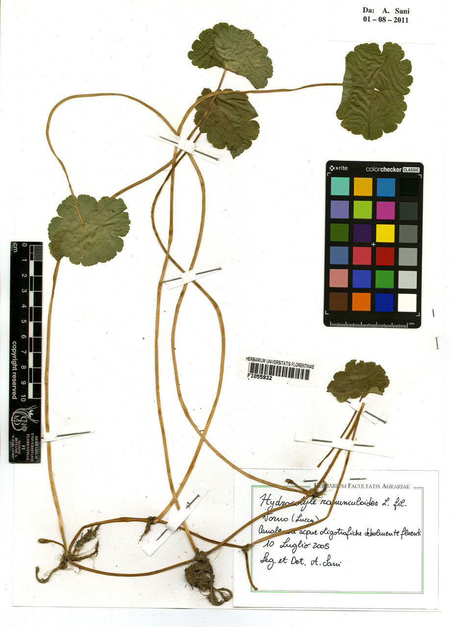 Hydrocotyle ranunculoides - campione, Erbario Centrale Italiano - Herbarium Centrale Italicum, FI (10/07/2005)