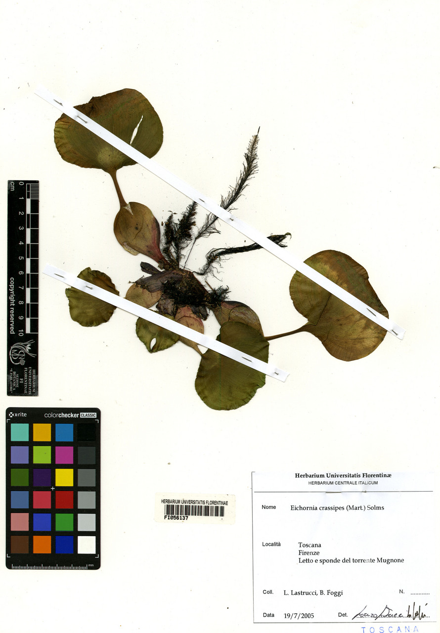 Eichhornia crassipes - campione, Erbario Centrale Italiano - Herbarium Centrale Italicum, FI (19/07/2005)