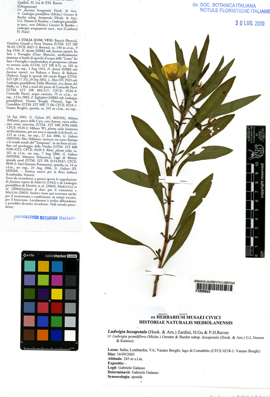 Ludwigia hexapetala - campione, Erbario Centrale Italiano - Herbarium Centrale Italicum, FI (16/09/2005)