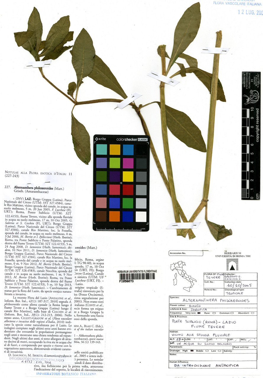 Alternanthera philoxeroides - campione, Erbario Centrale Italiano - Herbarium Centrale Italicum, FI (10/10/2005)